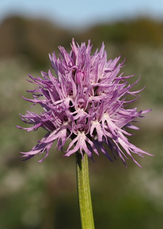 Vstavač italský (Orchis italica)