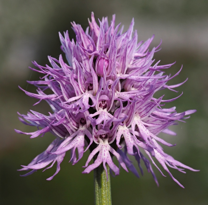 Vstavač italský (Orchis italica)