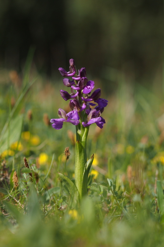 Vstavač kukačka (Anacamptis morio, syn. Orchis morio)