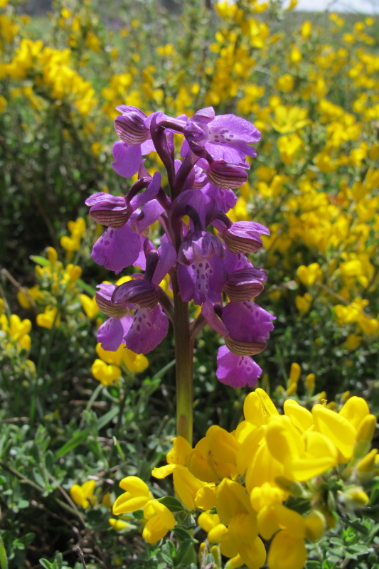 Vstavač kukačka (Orchis morio)