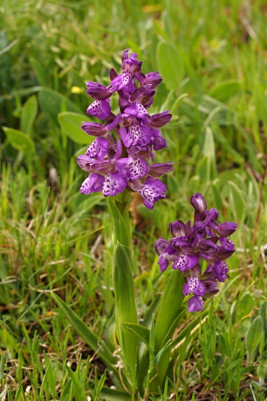 Vstavač kukačka pravý (Anacamptis morio)