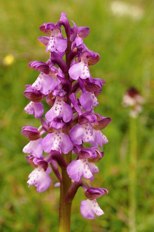 Vstavač kukačka pravý (Anacamptis morio)