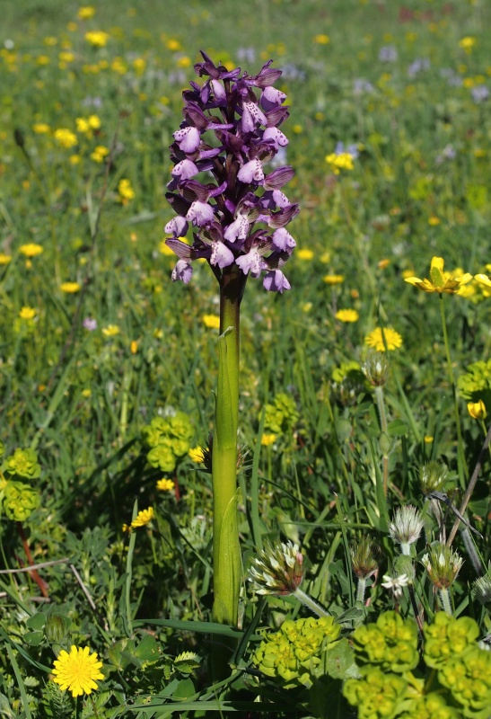 Vstavač kukačka pravý (Anacamptis morio)