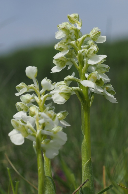 Vstavač kukačka pravý (Anacamptis morio)