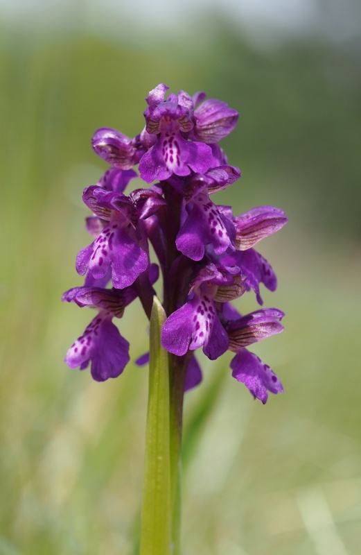 Vstavač kukačka pravý (Anacamptis morio)