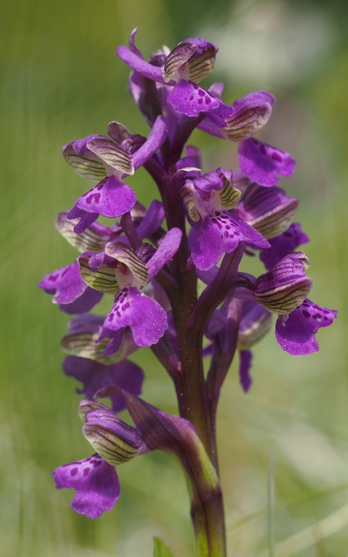 Vstavač kukačka pravý (Anacamptis morio)