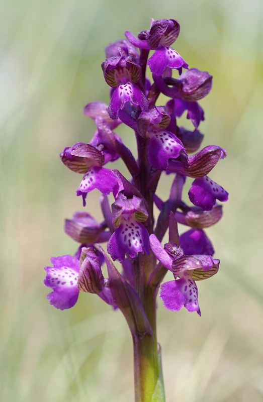 Vstavač kukačka pravý (Anacamptis morio)