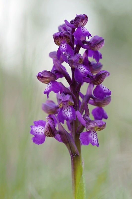 Vstavač kukačka pravý (Anacamptis morio)