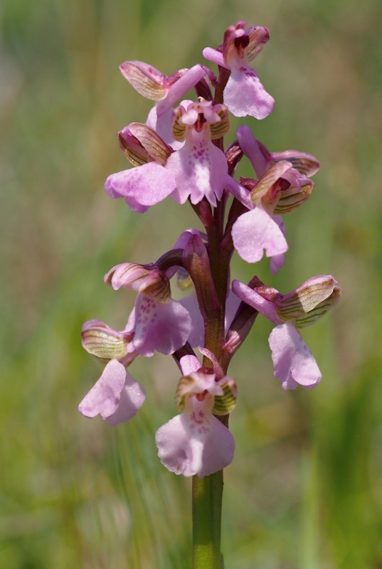 Vstavač kukačka pravý (Anacamptis morio)