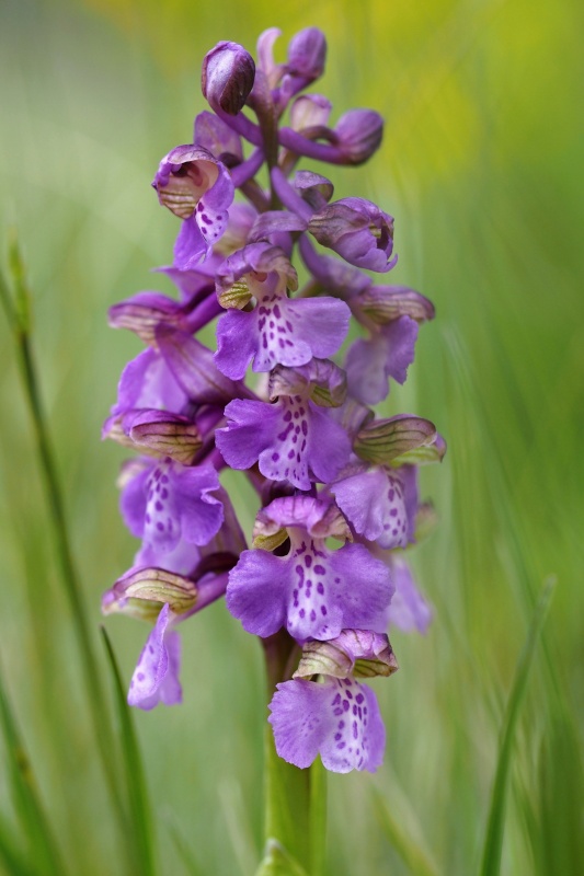 Vstavač kukačka pravý (Anacamptis morio)