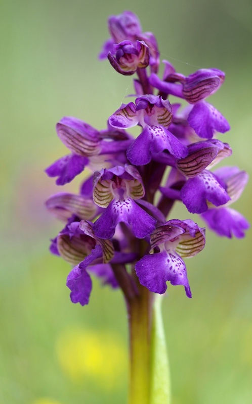 Vstavač kukačka pravý (Anacamptis morio)