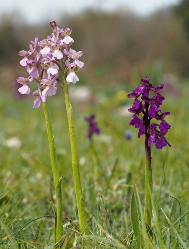 Vstavač kukačka pravý (Anacamptis morio)