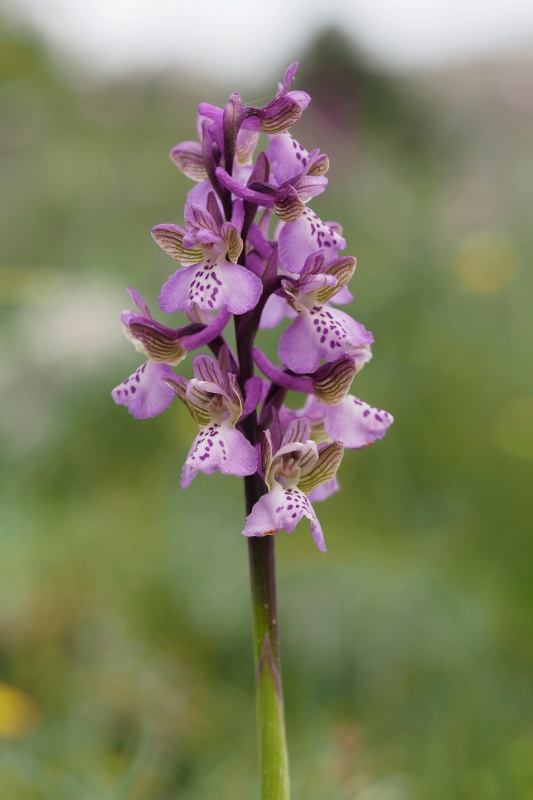 Vstavač kukačka pravý (Anacamptis morio)