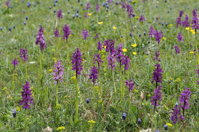 Vstavač kukačka pravý (Anacamptis morio)