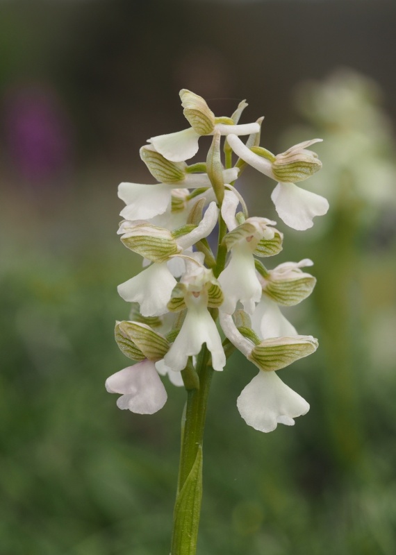 Vstavač kukačka pravý (Anacamptis morio)