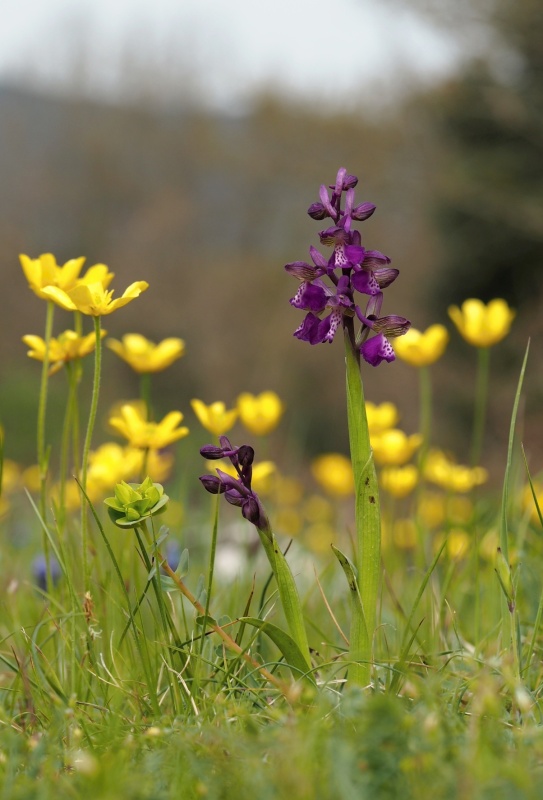 Vstavač kukačka pravý (Anacamptis morio)