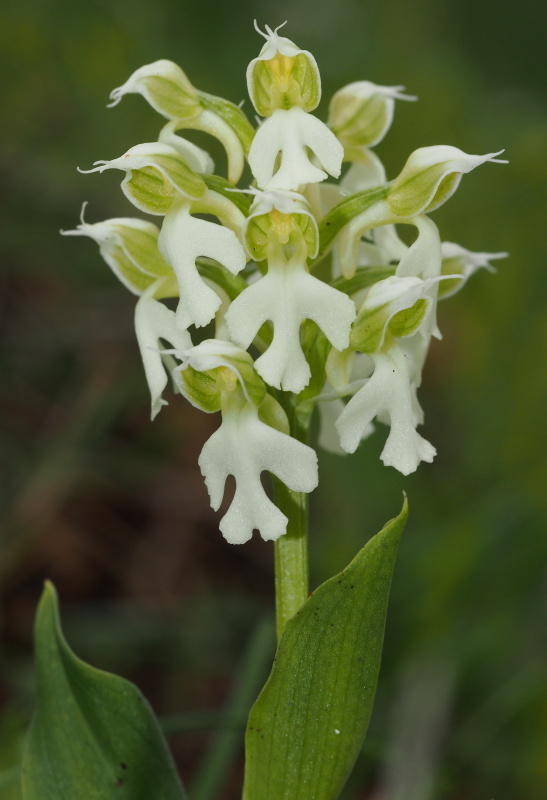 Vstavač mléčný (Orchis lactea)