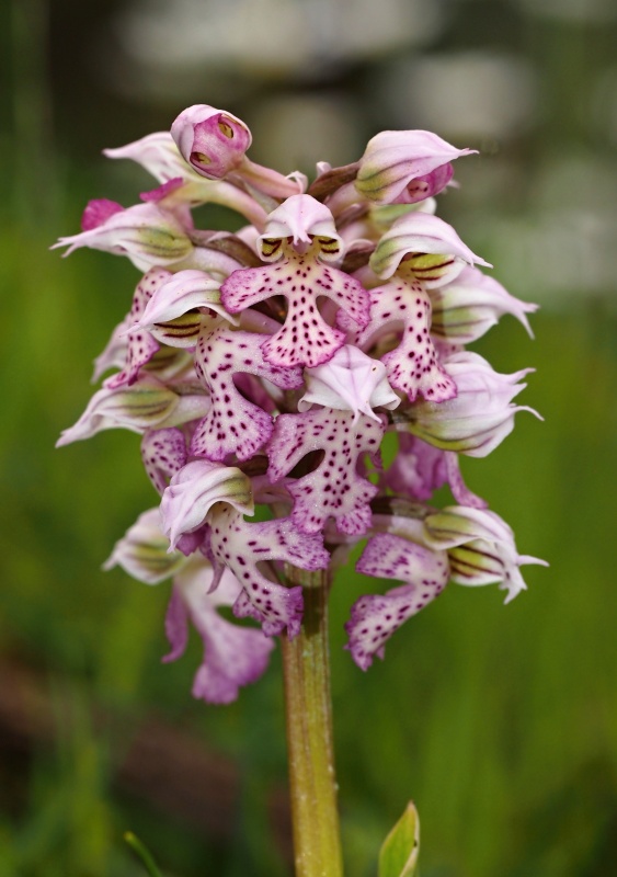 Vstavač mléčný (Orchis lactea)