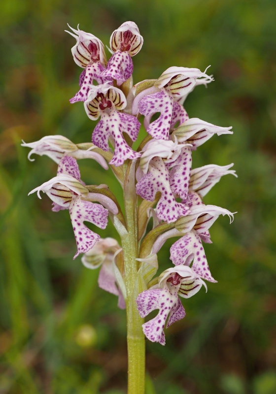 Vstavač mléčný (Orchis lactea)