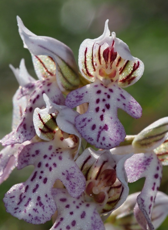 Vstavač mléčný (Orchis lactea)