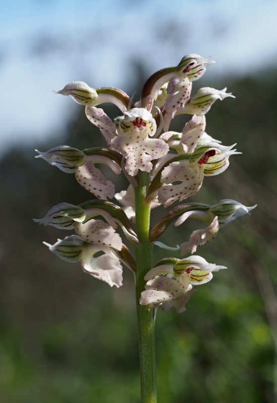 Vstavač mléčný (Orchis lactea)
