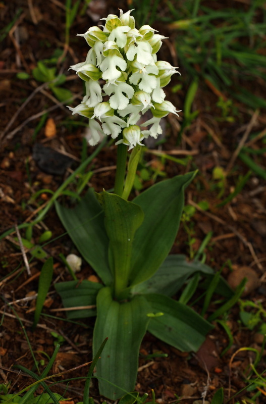Vstavač mléčný (Orchis lactea)