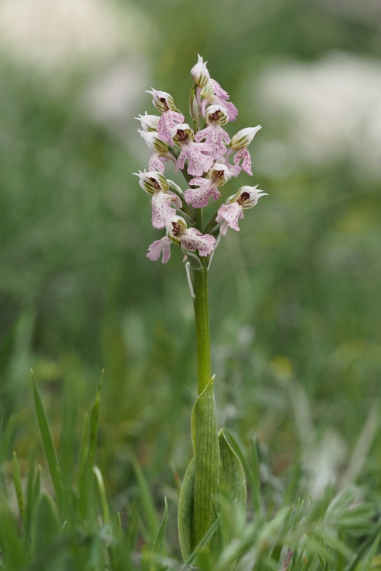 Vstavač mléčný (Orchis lactea)