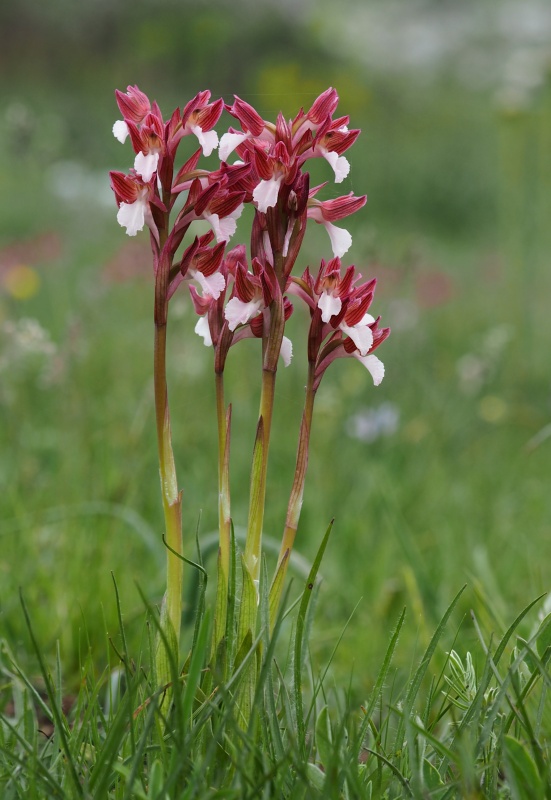 Vstavač motýlovitý (Anacamptis papilionacea)