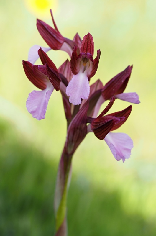 Vstavač motýlovitý (Anacamptis papilionacea)