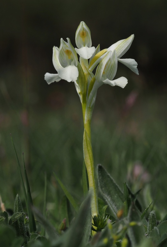 Vstavač motýlovitý (Anacamptis papilionacea) - bílá forma