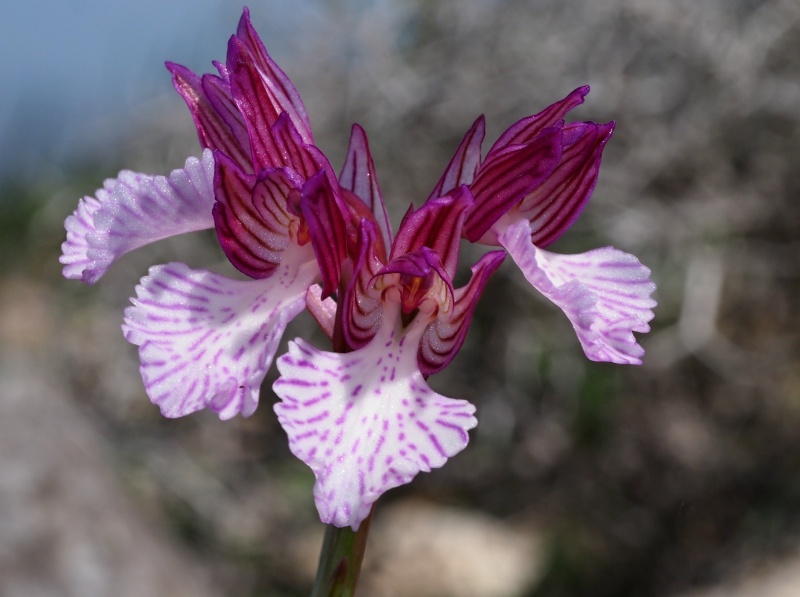 Vstavač motýlovitý prostřední (Orchis papilionacea subsp.expansa)