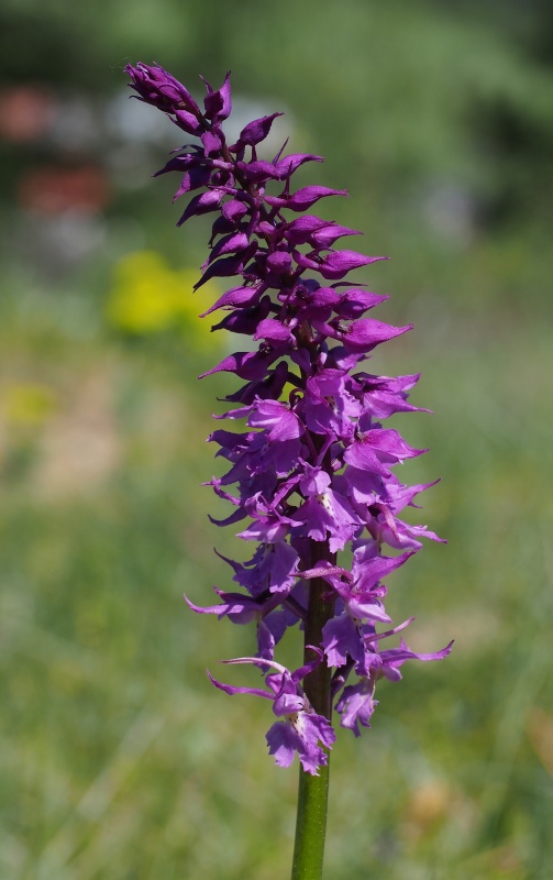 Vstavač mužský znamenaný (Orchis mascula subsp. signifera)