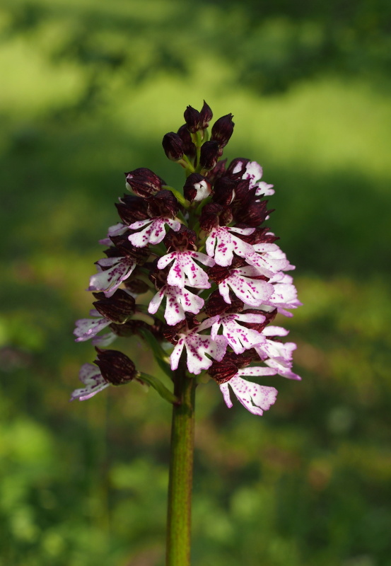 Vstavač nachový (Orchis purpurea)