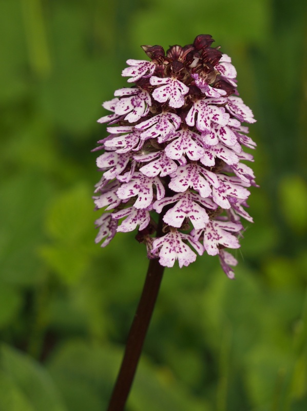 Vstavač nachový (Orchis purpurea)
