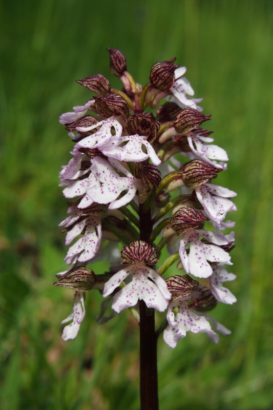 Vstavač nachový (Orchis purpurea)