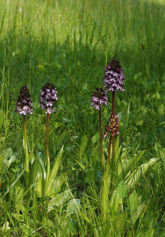 Vstavač nachový (Orchis purpurea)