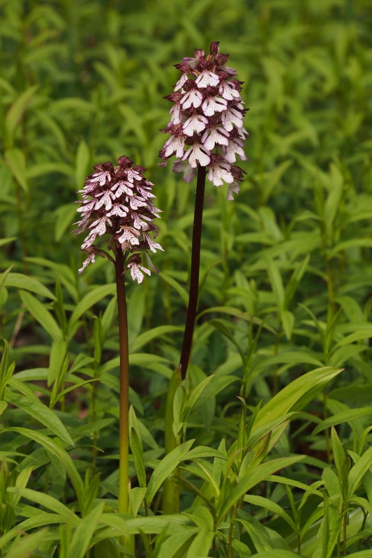 Vstavač nachový (Orchis purpurea)