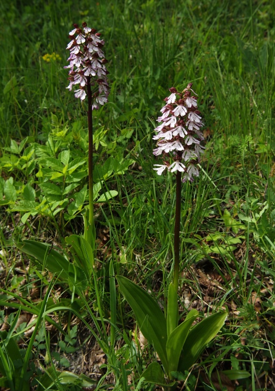 Vstavač nachový (Orchis purpurea)