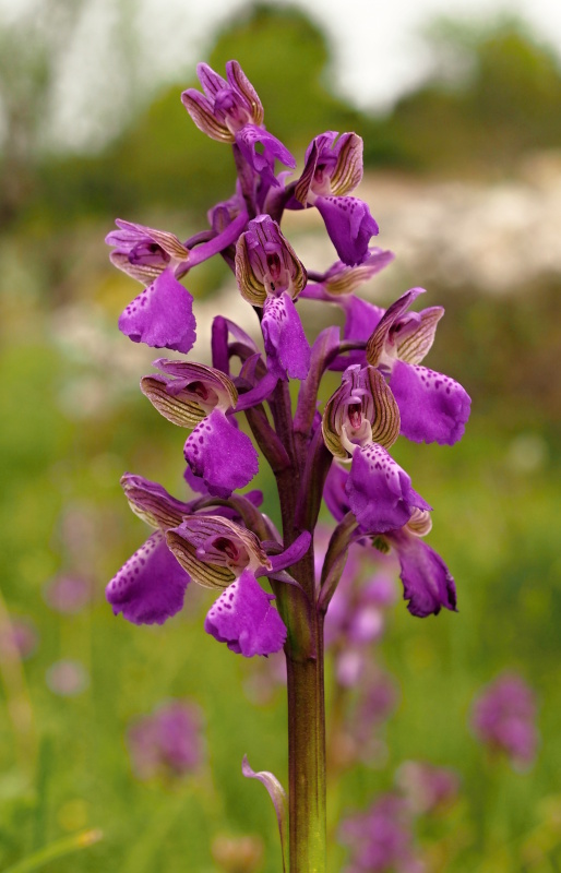 Vstavač obecný (Orchis morio)