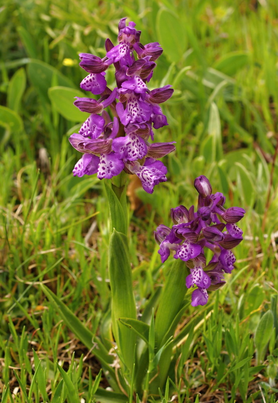 Vstavač obecný (Orchis morio)
