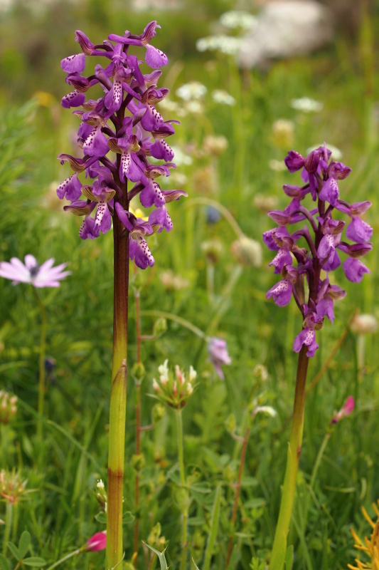 Vstavač obecný (Orchis morio)