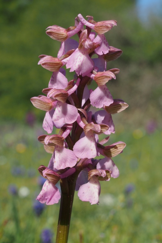 Vstavač obecný (Orchis morio)