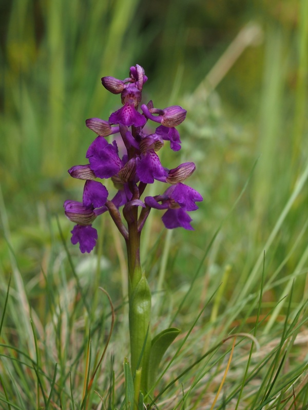 Vstavač obecný (Orchis morio)