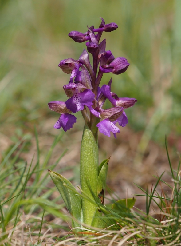 Vstavač obecný (Orchis morio)