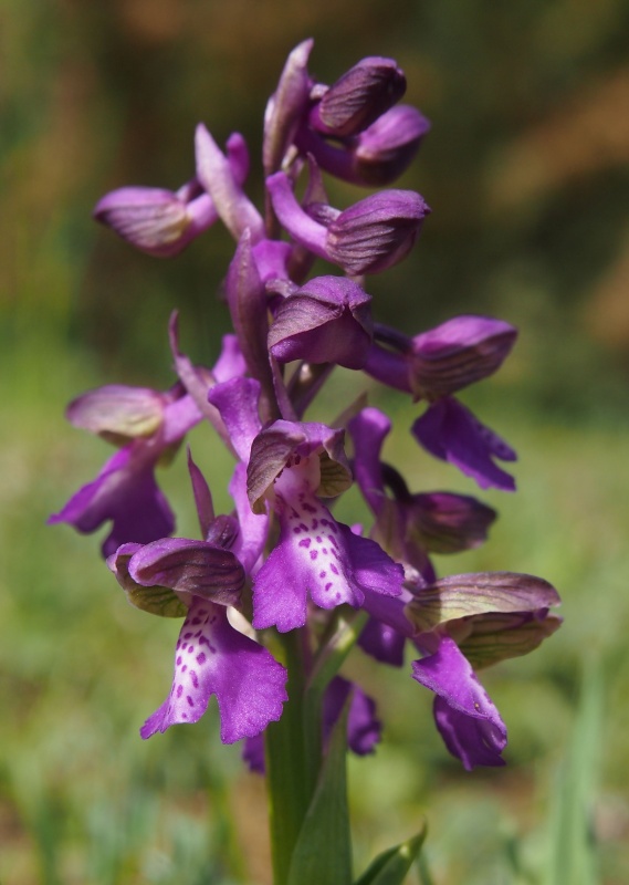 Vstavač obecný (Orchis morio)