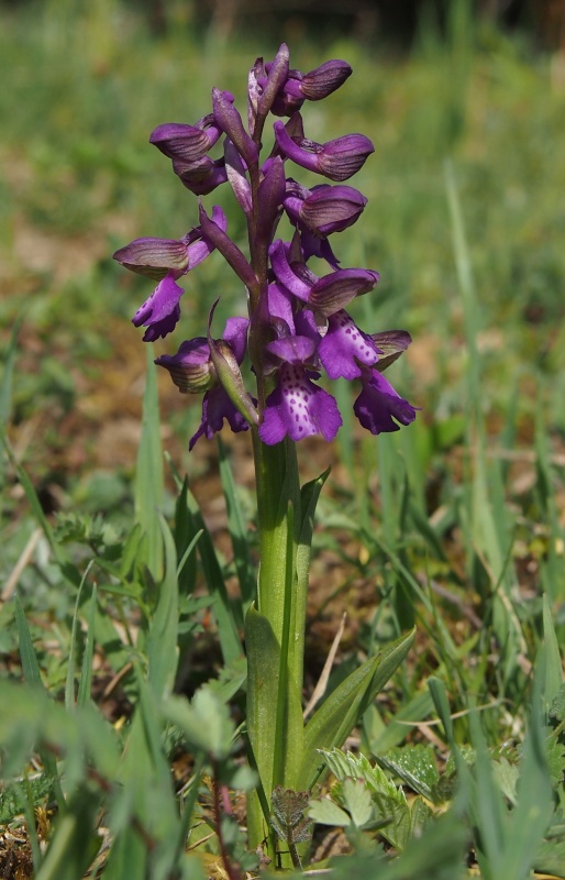 Vstavač obecný (Orchis morio)