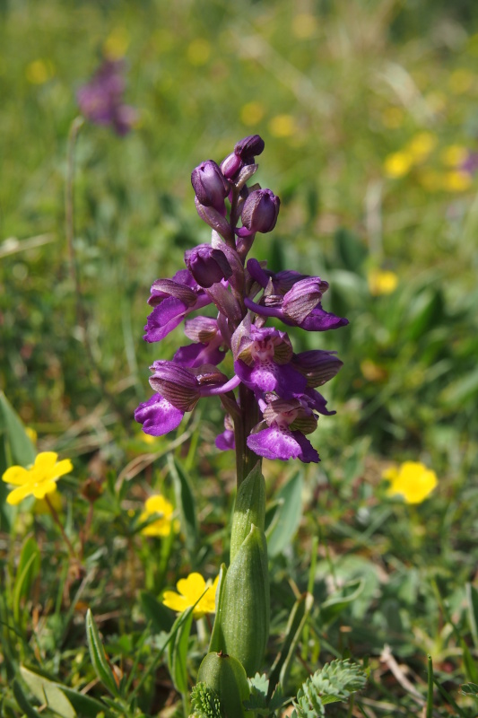 Vstavač obecný (Orchis morio)