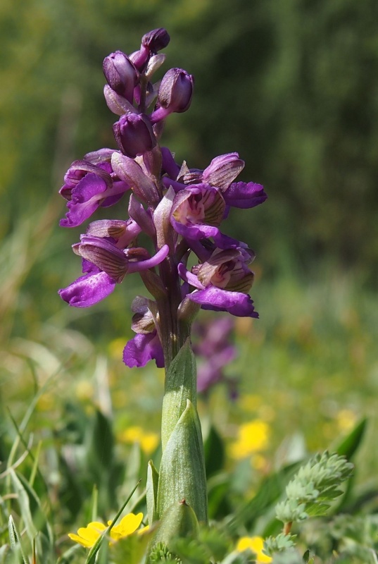 Vstavač obecný (Orchis morio)