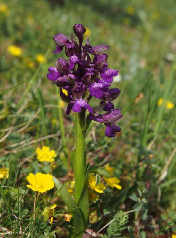 Vstavač obecný (Orchis morio)