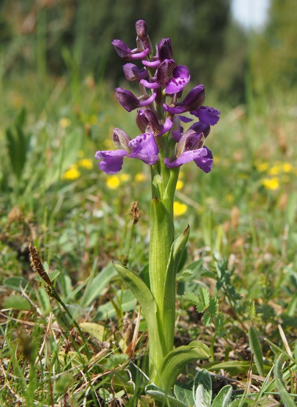 Vstavač obecný (Orchis morio)